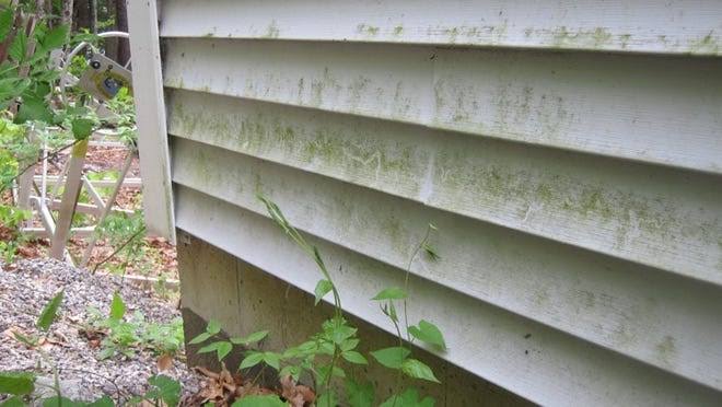 Green Algae on House Exterior | Perfect Pressure Cleaning
